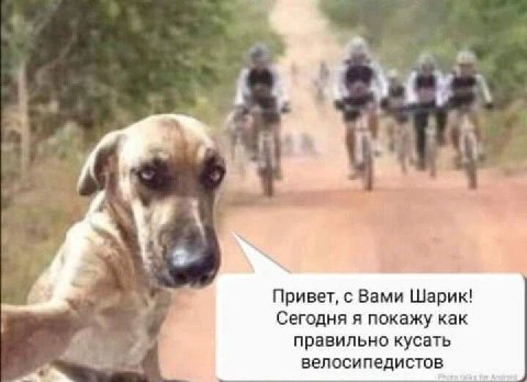 i у 4 Привет, с Вами Шарик! Сегодня я покажу как правильно кусать велосипедистов