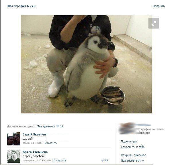 Воробей