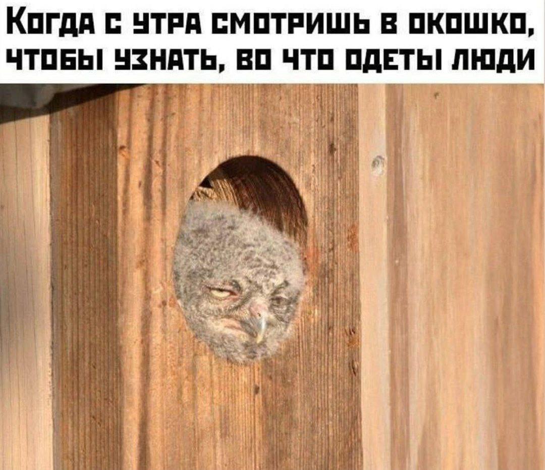 Когда с УТРА СМОТРИШЬ В ОКОШКО, ЧТОБЫ УЗНАТЬ, ВО ЧТО ОДЕТЫ ЛЮДИ