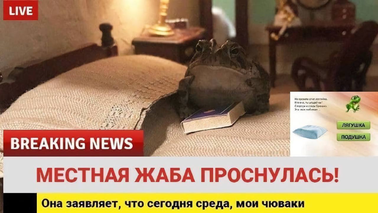 LIVE и ЛЯГУШКА ПОДУШКА BREAKING NEWS МЕСТНАЯ ЖАБА ПРОСНУЛАСЬ! Она заявляет, что сегодня среда, мои чюваки