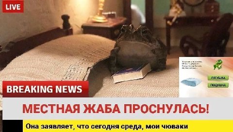 LIVE и ЛЯГУШКА ПОДУШКА BREAKING NEWS МЕСТНАЯ ЖАБА ПРОСНУЛАСЬ! Она заявляет, что сегодня среда, мои чюваки