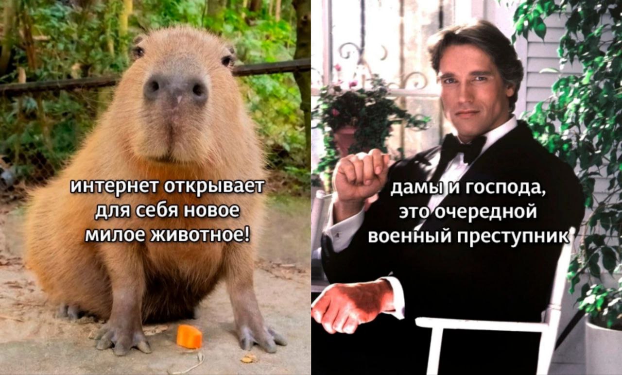 к. интернет открывает господа, это для себя новое очередной милое животное! военйый преступник в: 4