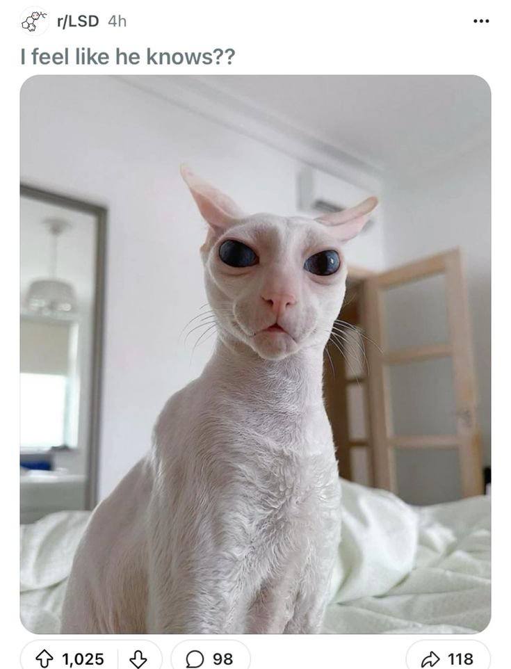 r/LSD feel like he knows?? 4} 1,025 98 А» 118