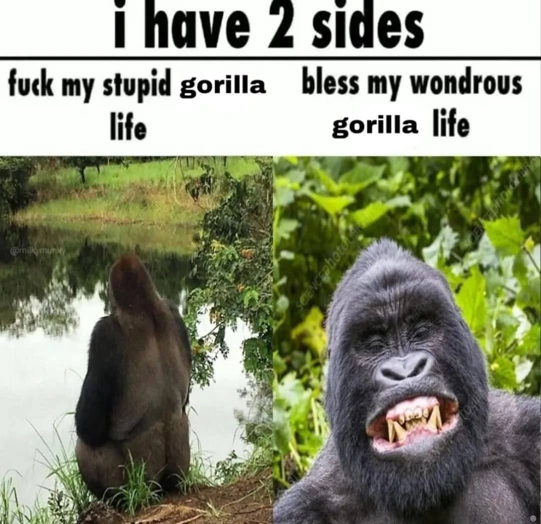 2 fuck my stupid gorilla bless my wondrous gorilla life life of а, “9 AGN