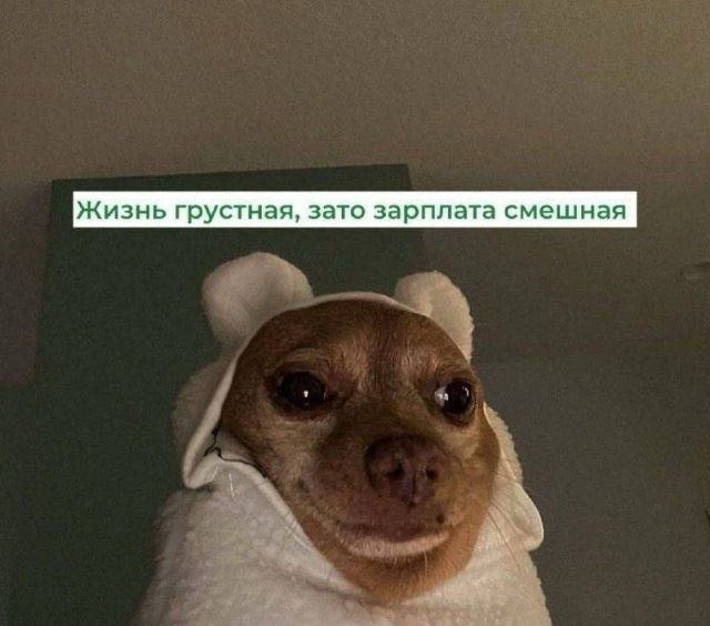 Жизнь грустная, зато зарплата смешная