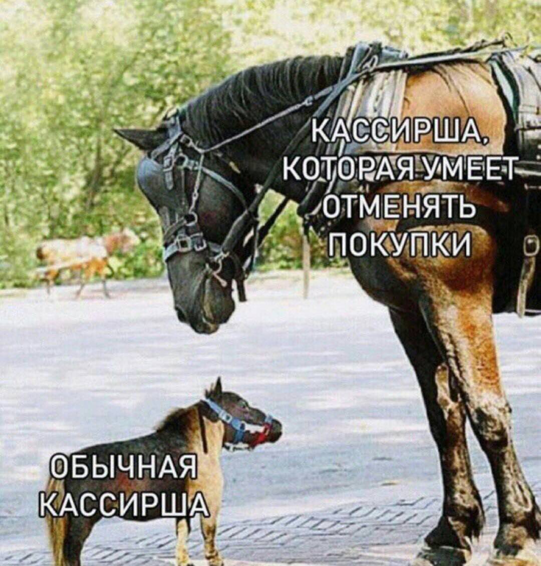 KAC СИР кото |5 ЕНЯТЬ В ОБЫЧНАЯ КАССИРША