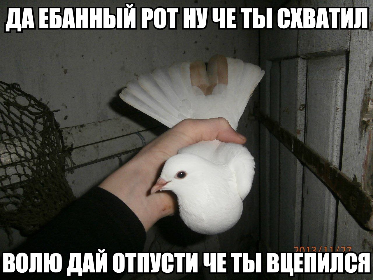 ДАЕБАННЫЙ POT НУ ЧЕ ТЫ СХВАТИЛ ВОЛЮ ДАЙ ОТПУСТИ ЧЕ ТЫ ВЦЕПИЛСЯ