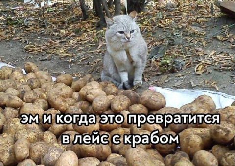 4 Www и когда это` `превратится с крабом