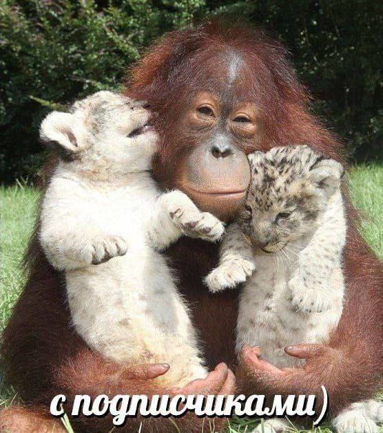we №4 я ale подписчиками)