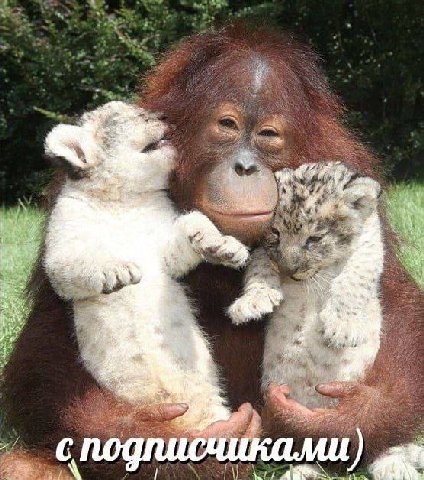 we №4 я ale подписчиками)