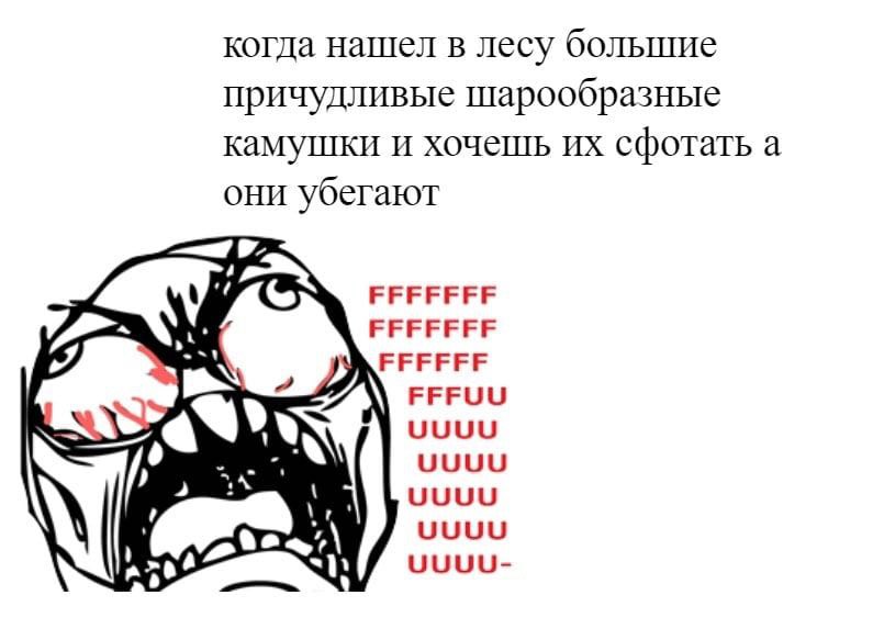 когда нашел в лесу большие причудливые шарообразные камушки и хочешь сфотать а они убегают ЕЕЕЕЕЕЕ FFFFFF FFFUU UUUU UUUU “A UUUU UUUU UUUU-