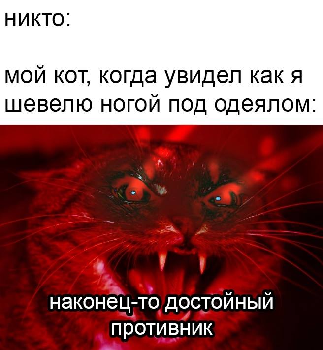 НИКТО: мой кот, когда увидел как я шевелю ногой под одеялом: наконец-то достойный противник