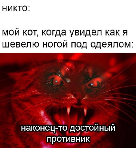 НИКТО: мой кот, когда увидел как я шевелю ногой под одеялом: наконец-то достойный противник