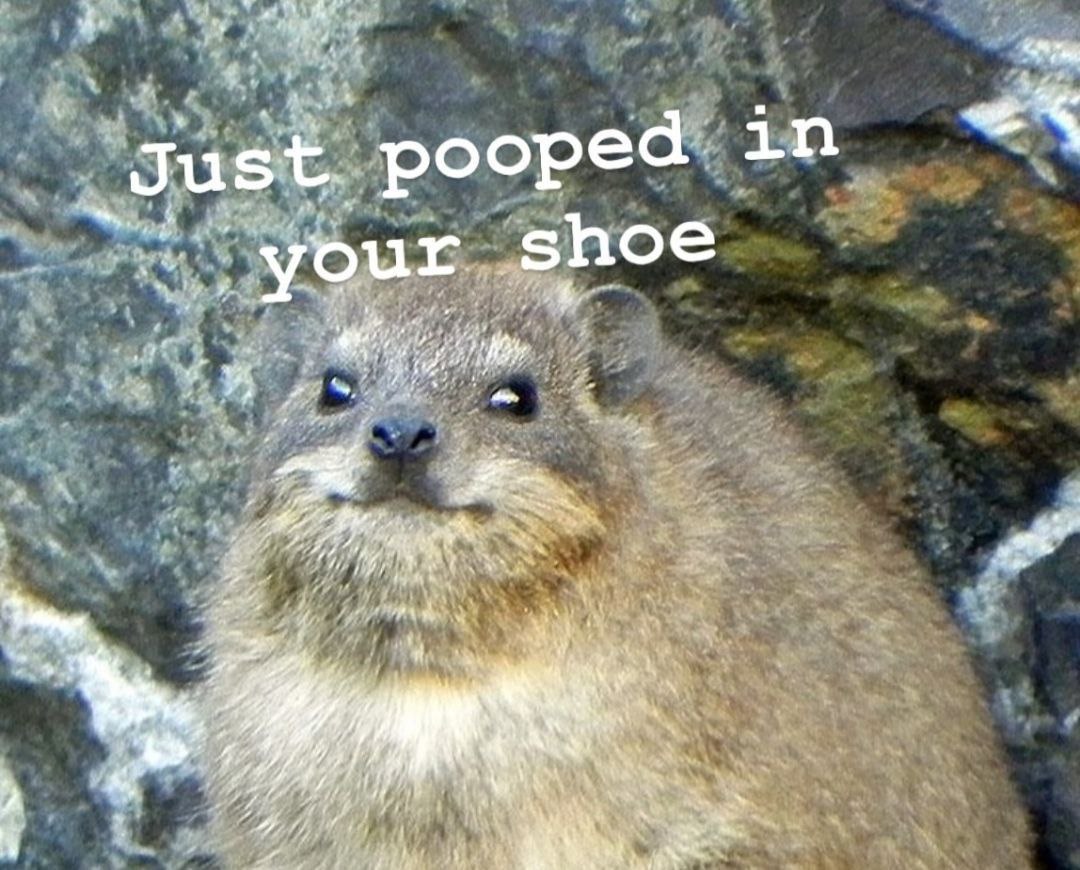 A Just. pooped in our shoe У 4 7 44 Pin У Rie у и