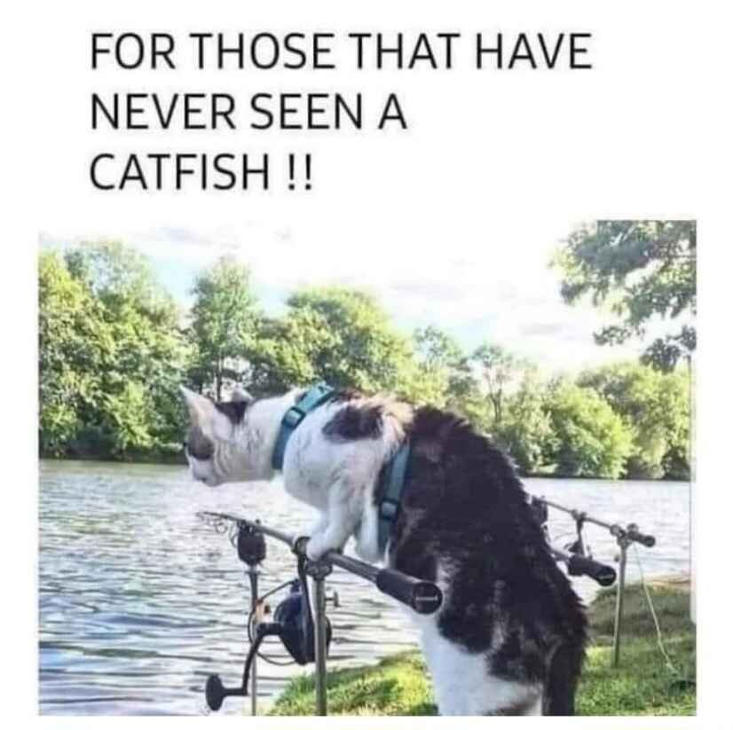 FOR THOSE THAT HAVE NEVER SEEN A CATFISH