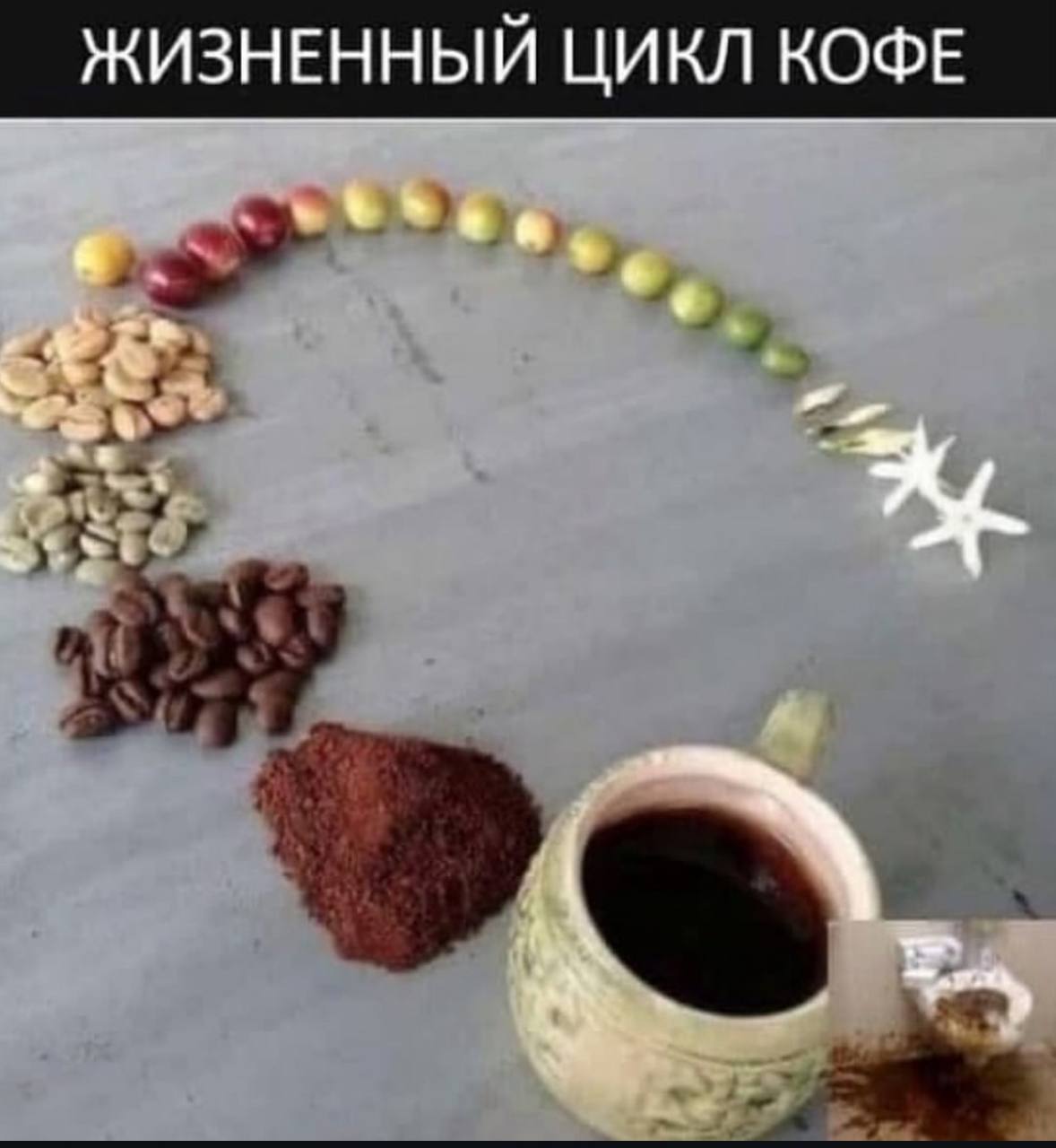 ЖИЗНЕННЫЙ ЦИКЛ КОФЕ