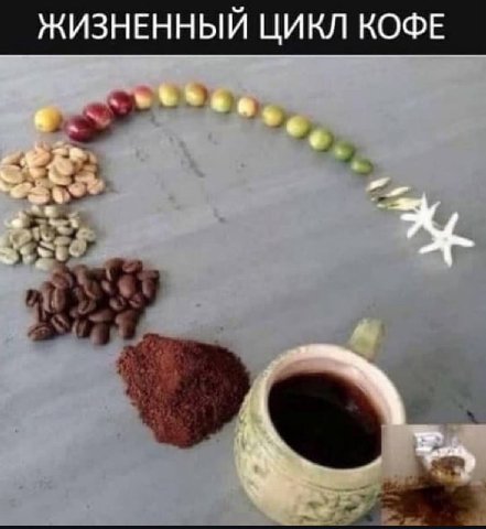 ЖИЗНЕННЫЙ ЦИКЛ КОФЕ