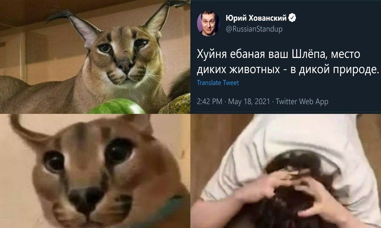 Юрий Хованский @RussianStandup Хуйня ебаная ваш Шлёпа, место Translate диких животных В дикой природе (MPF 2:42 Мау 18, 2021 Twitter Web App 4