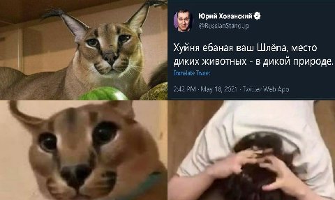 Юрий Хованский @RussianStandup Хуйня ебаная ваш Шлёпа, место Translate диких животных В дикой природе (MPF 2:42 Мау 18, 2021 Twitter Web App 4