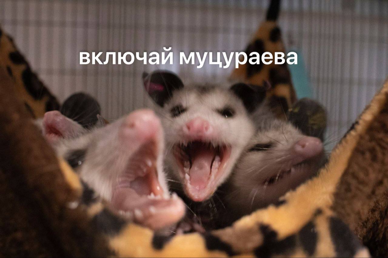 включай муцураева