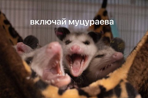 включай муцураева