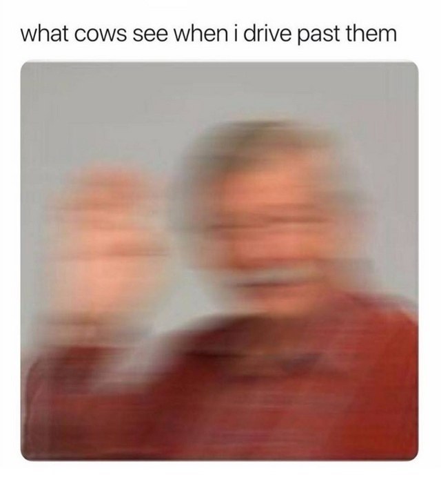 what cows see when i drive past them