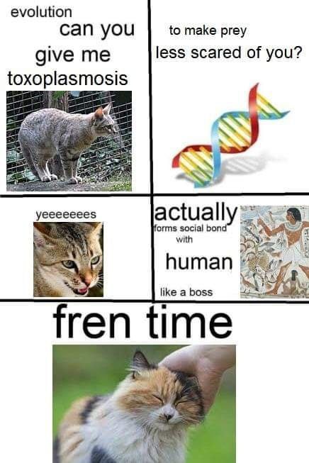 evolution can you to make prey give me less scared of you? toxoplasmosis уеееееее$ actually orms social bon with human like a boss fren time