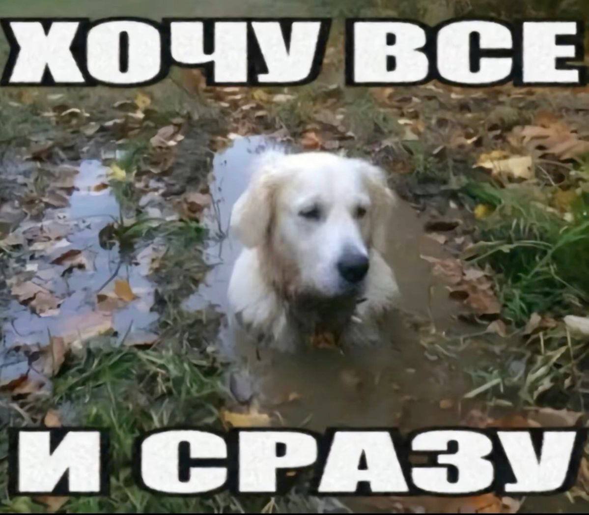 КОЧУ ВСЕ И СРАЗУ