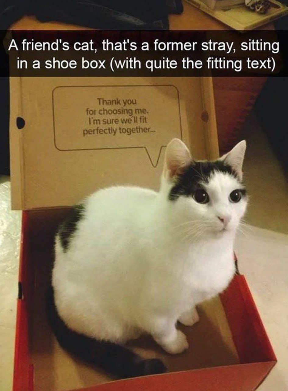 A friend's cat, that's a former stray, sitting in a shoe box (with quite the fitting text) Thank you for choosing me. в sure we fit perfectly