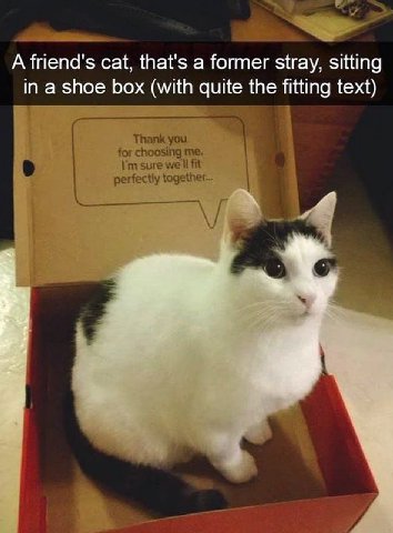 A friend's cat, that's a former stray, sitting in a shoe box (with quite the fitting text) Thank you for choosing me. в sure we fit perfectly