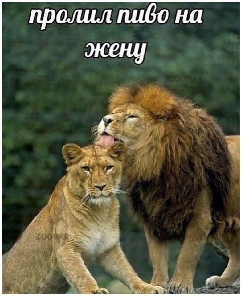 пролил пибо на