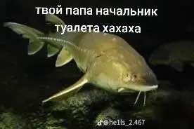 твой папа начальник туалета хахаха