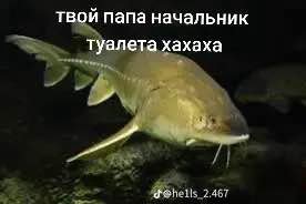 твой папа начальник туалета хахаха