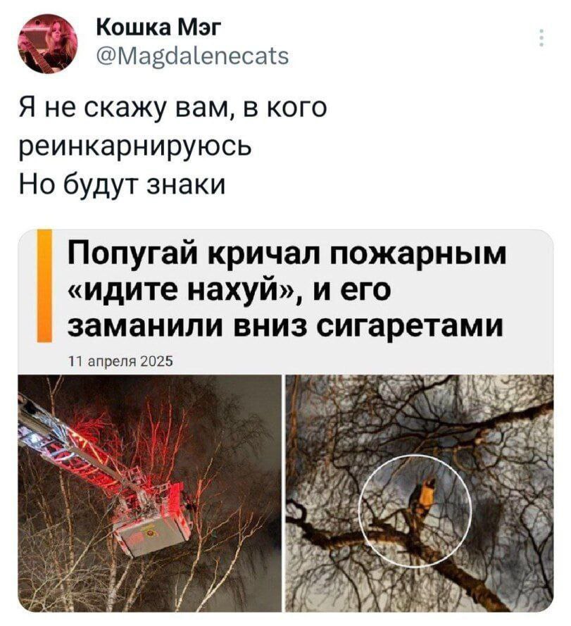 Кошка Мэг @Magdalenecats Я не скажу вам, в кого реинкарнируюсь Но будут знаки Попугай кричал пожарным «идите нахуй», и его заманили вниз сигаретами 11 апреля 2025 9. if.