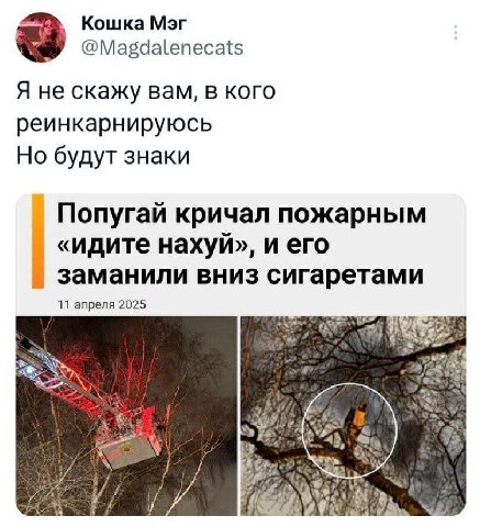 Кошка Мэг @Magdalenecats Я не скажу вам, в кого реинкарнируюсь Но будут знаки Попугай кричал пожарным «идите нахуй», и его заманили вниз сигаретами 11 апреля 2025 9. if.
