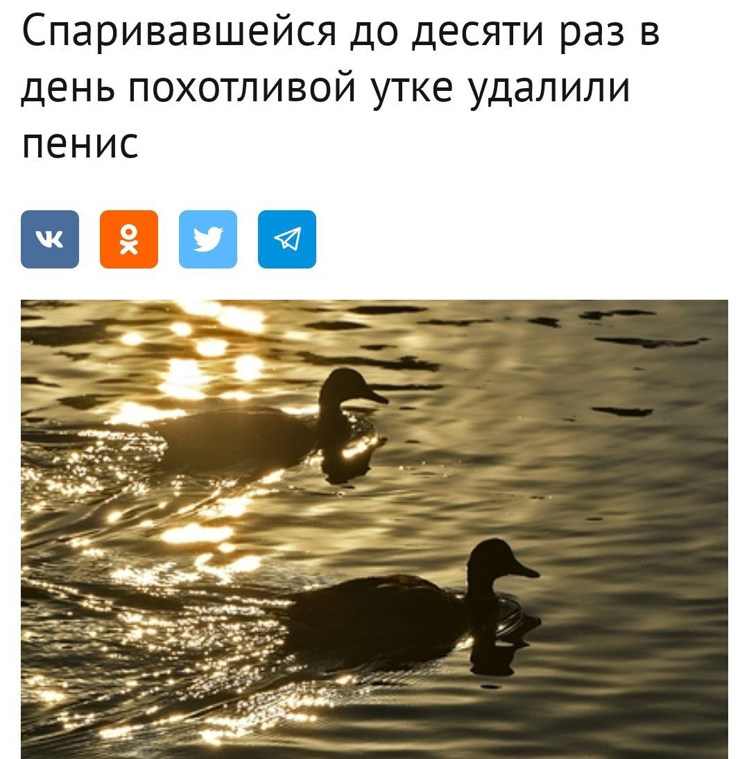 Спаривавшейся до десяти раз в день похотливой утке удалили пенис