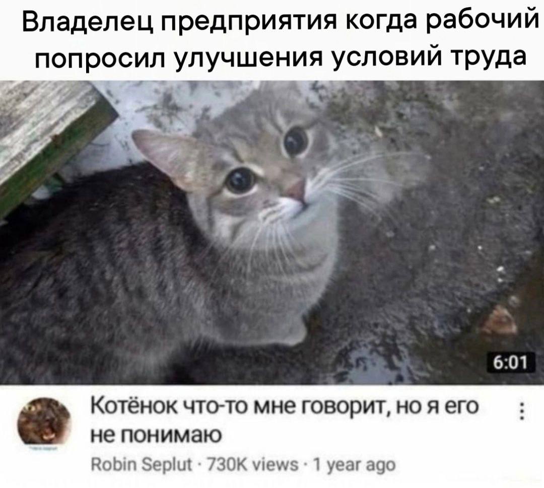Владелец предприятия когда рабочий попросил улучшения условий труда A 4 6:01 Котёнок что-то мне говорит, но я его не понимаю Robin Seplut views 1 year ago
