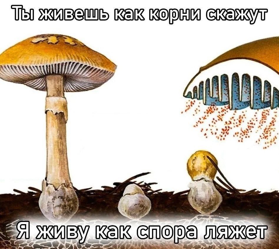4 „Я 3 в AN COPA