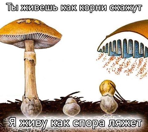 4 „Я 3 в AN COPA