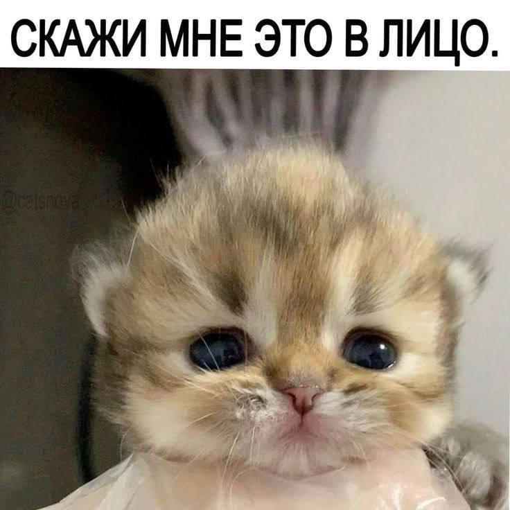СКАЖИ МНЕ ЭТО В ЛИЦО. у 76 7 у