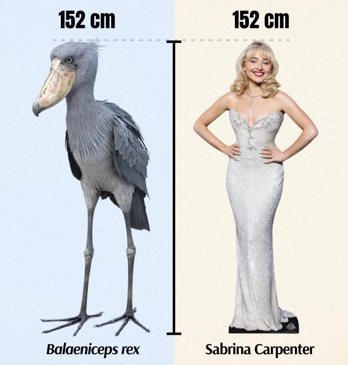152 152 Balaeniceps rex Sabrina Carpenter