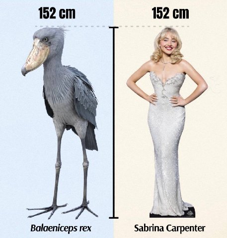 152 152 Balaeniceps rex Sabrina Carpenter
