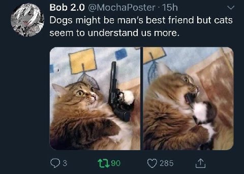 Bob 2.0 @MochaPoster Dogs might be man’s best friend but cats seem to understand more. i К 3 285