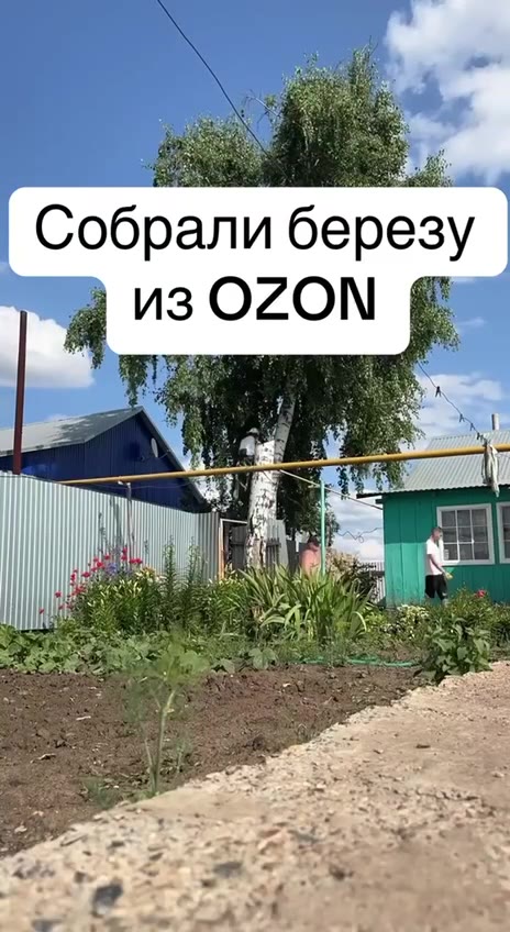 Собрали березу