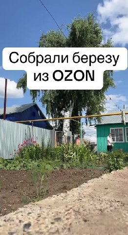 Собрали березу