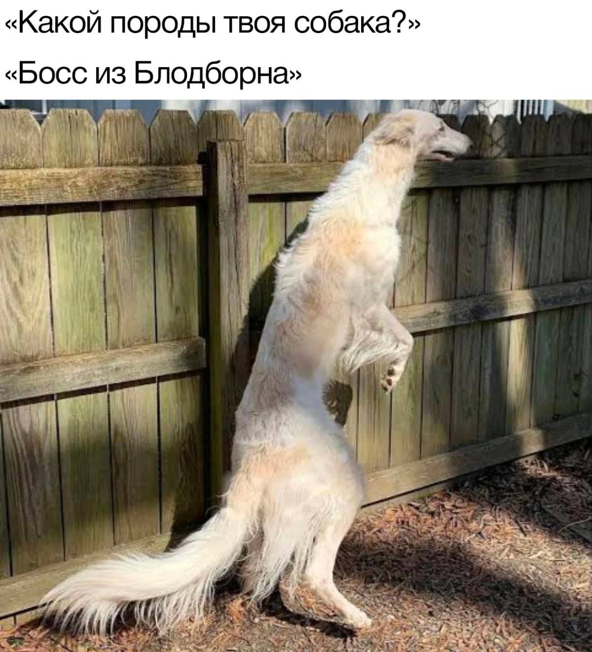 «Какой породы твоя собака?» «Босс из Блодборна»