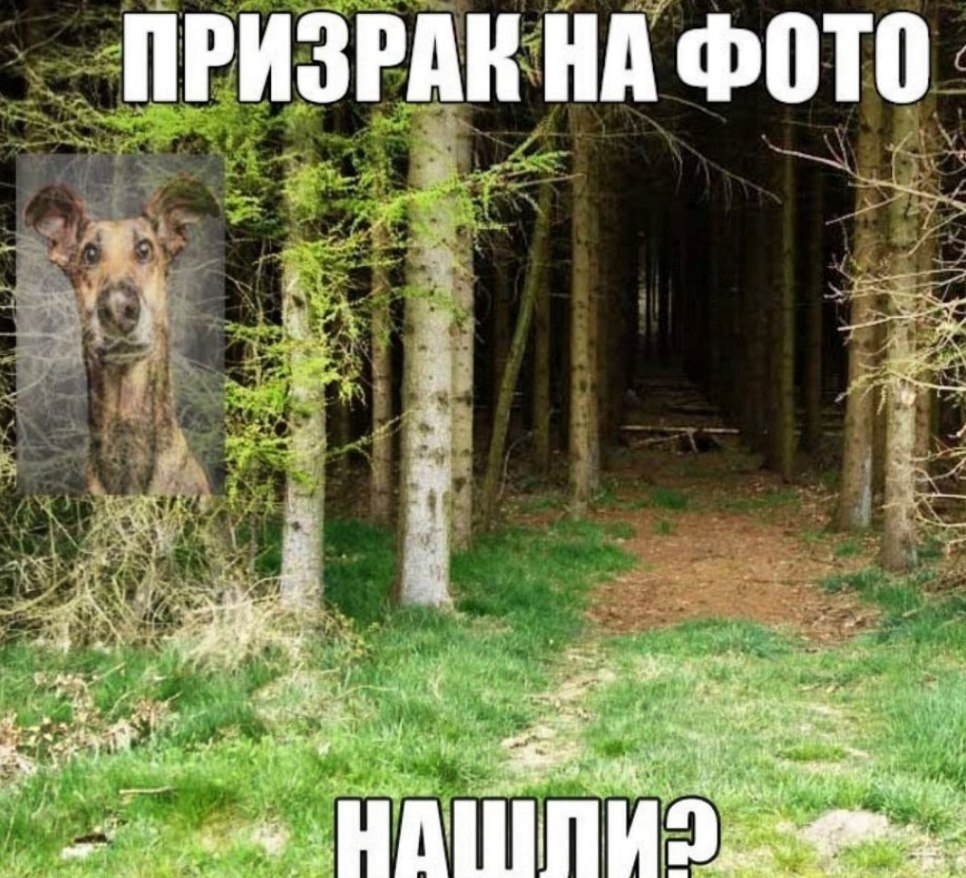 ПРИЗРАК НА ФОТО 3% “3, 5 HAI