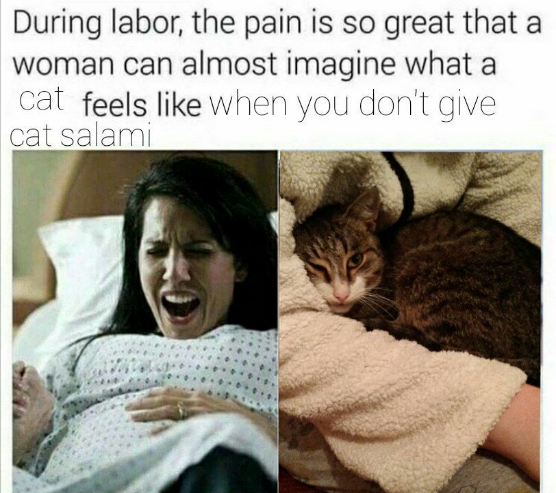 During labor, the pain is so great that a woman can almost imagine what a Cal feels like when you don't give Cat salami