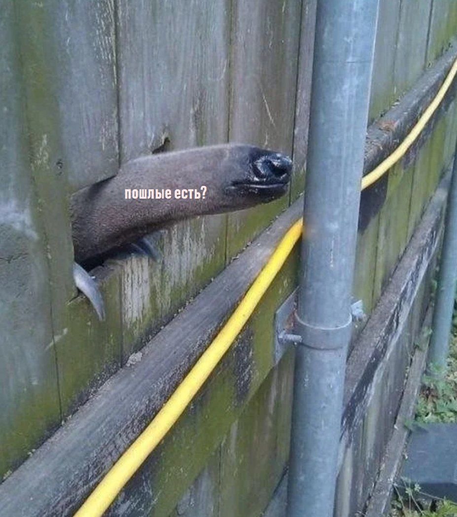 пошлые есть?