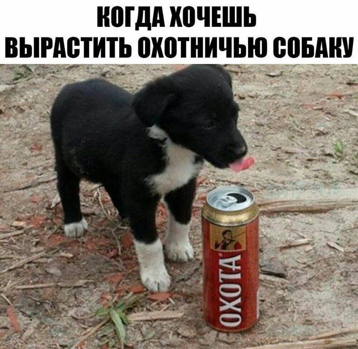 КОГДА ХОЧЕШЬ ВЫРАСТИТЬ ОХОТНИЧЬЮ СОБАКУ 2